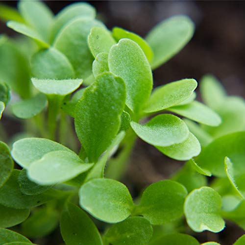 Kopfsalat Samen von OwnGrown – Hochwertiges Saatgut für den Anbau