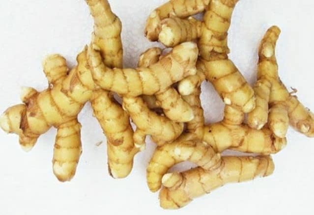 Curcuma Amada - 10 Rhizomes (Mango Ginger) | Healthy Fresh Root Cuttings for Growing | Medicinal Plant | Herbal Spice for Kitchen | White Turmeric Root