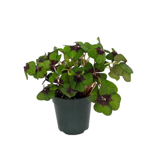 Iron Cross Shamrock Oxalis Plant