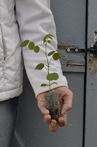TreesAgain Lot of 3 Black Locust Trees - Robinia pseudoacacia - Starter Plugs (See State Restrictions)