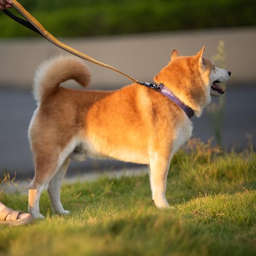 Hyhug Design, Martingale Nylon Klassische Halsbänder ,Anti-Flucht Hundehalsband. 3M Reflektierender Streifen, Komfortabel Verstellbar, Sicherer Nachtspaziergang, Hunde-ID-Tag-Montageloch