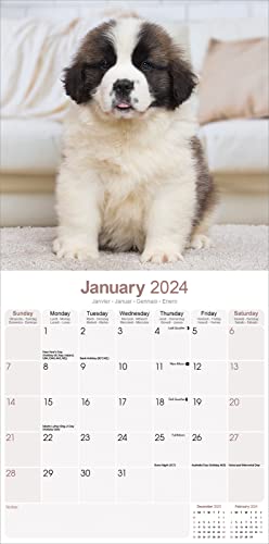 Saint Bernard Calendar 2024 - Image 3