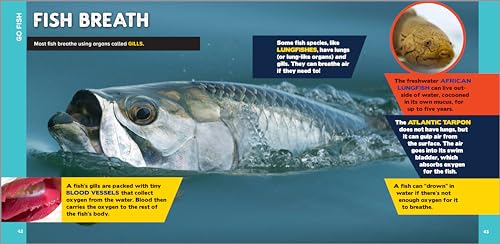 Callisto Kids Hestermann, Bethanie The Fascinating Ocean Book For Kids: 500 Incredible Facts! thumb #3