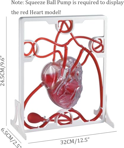 Modèle de cœur et de circulation AMITD à LED pour simplifier les notions d'anatomie complexes - 5