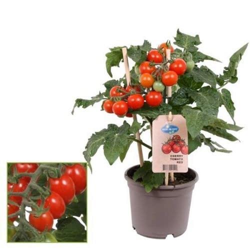 DECOALIVE Tomatera PREMIUM Planta de Calidad Que Produce Tomates en Temporada