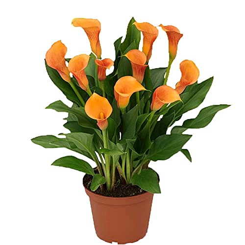 Zantedeschia aethiopica,Bulbi di calla, adatti per piante in vaso o fiori recisi, bellissimi fiori dall'aspetto elegante