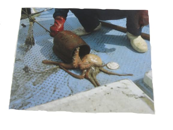 タコ柄　壺 55e5d287d52ffad30d4d0a6725fe75