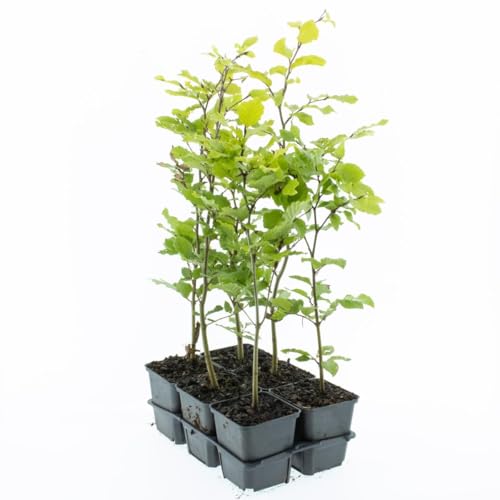 Rotbuche Fagus sylvatica 40-60 cm – Laubbaum & Heckenpflanze im Topf gewachsen – winterhart, schnittverträglich, dichter Sichtschutz, ideal für Hecken & Einzelstellung