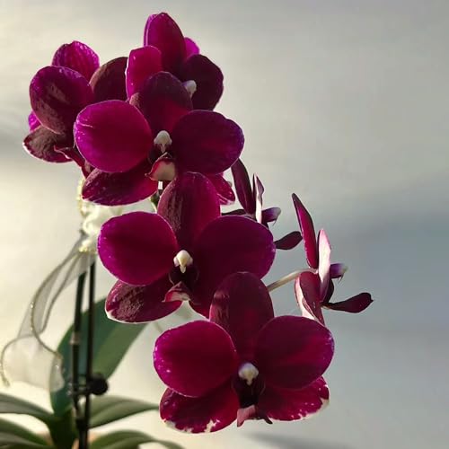 500 piezas semillas de orquídeas phalaenopsis, orquídeas mariposa, Plantas de jardín, plantas de jardín de rocas. orquídeas plantas reales regalo de semillas, jardín de flores Plantar