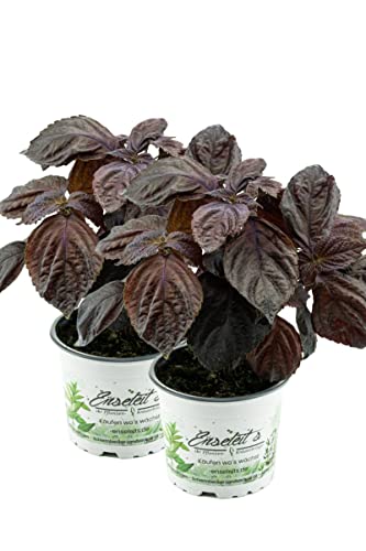 2er Set Japanisches Basilikum Shiso, Perilla (Perilla frutescens), Basilikum Kräuter Pflanze