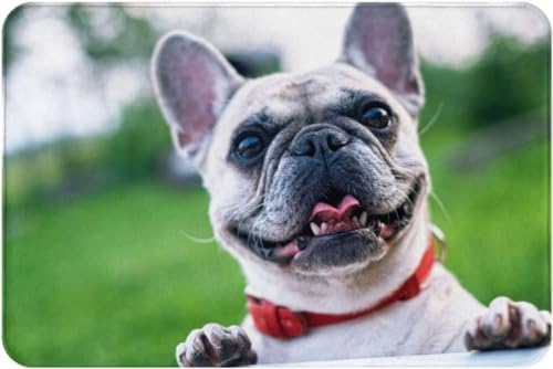 �t�����`�u���h�b�O ���փ}�b�g ���O ���� ���� �h�A�}�b�g ������� ����~�� �􂦂� ���� �z�� �ې� �o�X�}�b�g �ӂ�ӂ� �h�A�}�b�g �D���Ƃ��}�b�g ���� �䏊 �Ɩ��p �ƒ�p 40×60cm