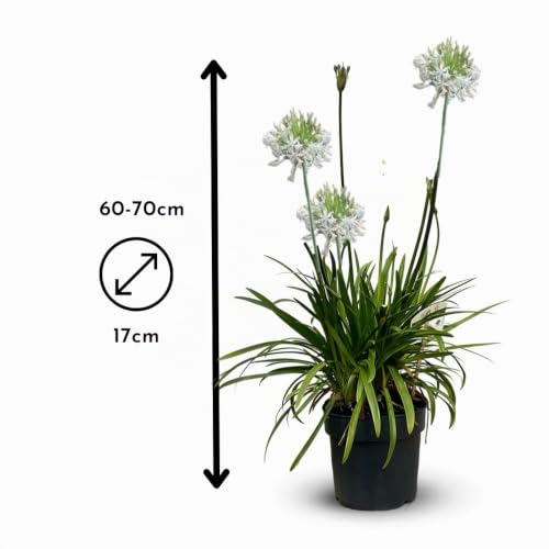 Agapanthus africanus
