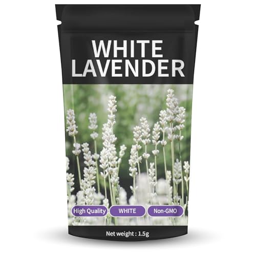 Lavender Seeds for Planting - Summer Lavender Seeds for Growing (White Lavender)