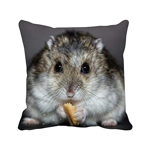 Coussin hamster mignon avec housse de canapé pour décoration maison