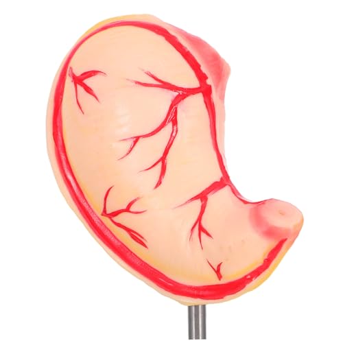Modèle anatomique de estomac humain pour cours de sciences et démonstrations médicales - 2
