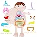 June Garden Little Patient Lucas Plush Anatomy Doll - Soft Educational Toy with Removable Human Organs - Learn Basic Anatomy for Toddlers and Kids