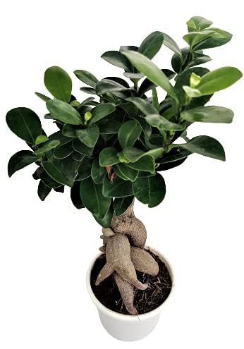 Aradhya Enterprises BONSAI FICUS | Natural Live Plant | Plastic Pot |Air Purifying | Home Decor Plant |-image-5