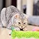 PcvGef Katzenminze, Interaktives Spielzeug für Katzen, Katzenminze Kissen, Spielzeug für Katzen zur Zahnpflege, Weiches und Langlebiges Katzenspielzeug