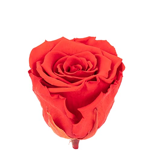FLOWERBOX Infinity-Bloom - Cabeza de rosa XL - BIC-10 - rojo claro - Diámetro de la cabeza aprox. 6,5 cm