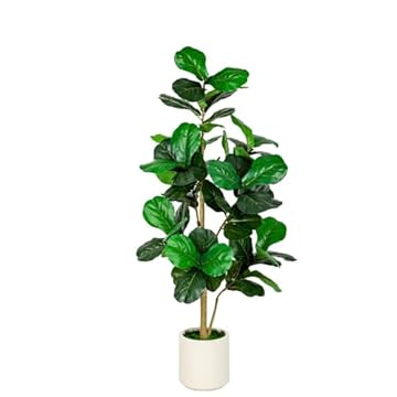 Top Indoor Plants That Will Transform Your Space Instantly 2 best indoor plant tallest