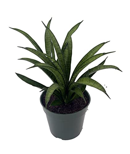 Rare Lilliput Snake Plant - Sansevieria trifasciata Hybrid - 4' Pot