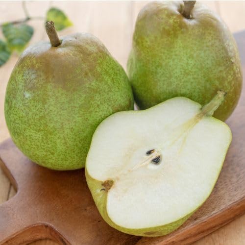 EtX m R`Y Gi 4LTCY 6 ϔ Mtg yFruit Farmersz