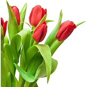 Fiori di tulipano artificiale, bulbo da 20 tulipani puri bulbi di tulipani perenni rossi luminosi, fiori rossi come nuvole al tramonto, impressione rossa