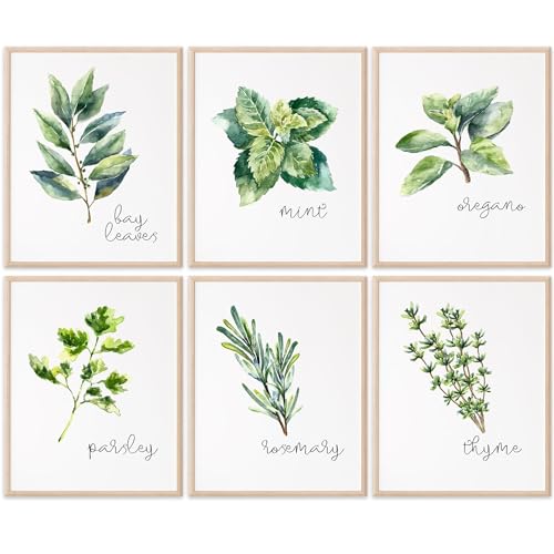 Kitchen Herbs Art Prints - Botanical Prints - (Set of 6) - Unframed - 11x14s | Dining Room Decor - Gifts for Chef or Cook - Restaurant Decor - Rosemary, Thyme, Mint, Parsley, Oregano, and Bay Leaves