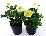 POWERS TO FLOWERS