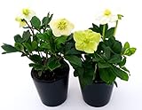 powers to flowers - helleborus elleboro, rosa di natale, 2 piante, piante vere