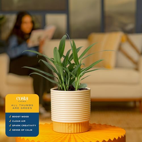 Image of Costa Farms Live Pothos Plant, Assorted Devil's Ivy in Decorative Pot, Easy to Maintain, Air Purifying Indoor Houseplant, Home, Room, or Office Decor, House Warming or Birthday Gift, 12-14 Inches Tall