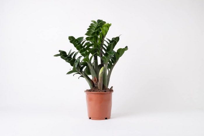 Creative Farmer Zamioculcas Zamiifolia Zenzi | Dwarf Zz Plant 4" Air Purifier Purifying Home Décor Desktop I (Dwarf) (B0C7V7VL2W) Amazon Price History, Amazon Price Tracker