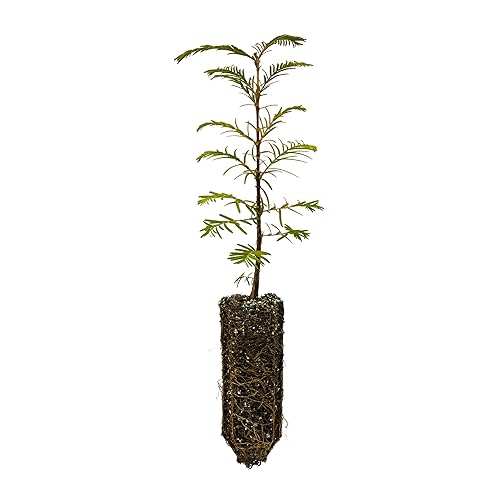 Dawn Redwood | Medium Tree Seedling | The Jonsteen Company
