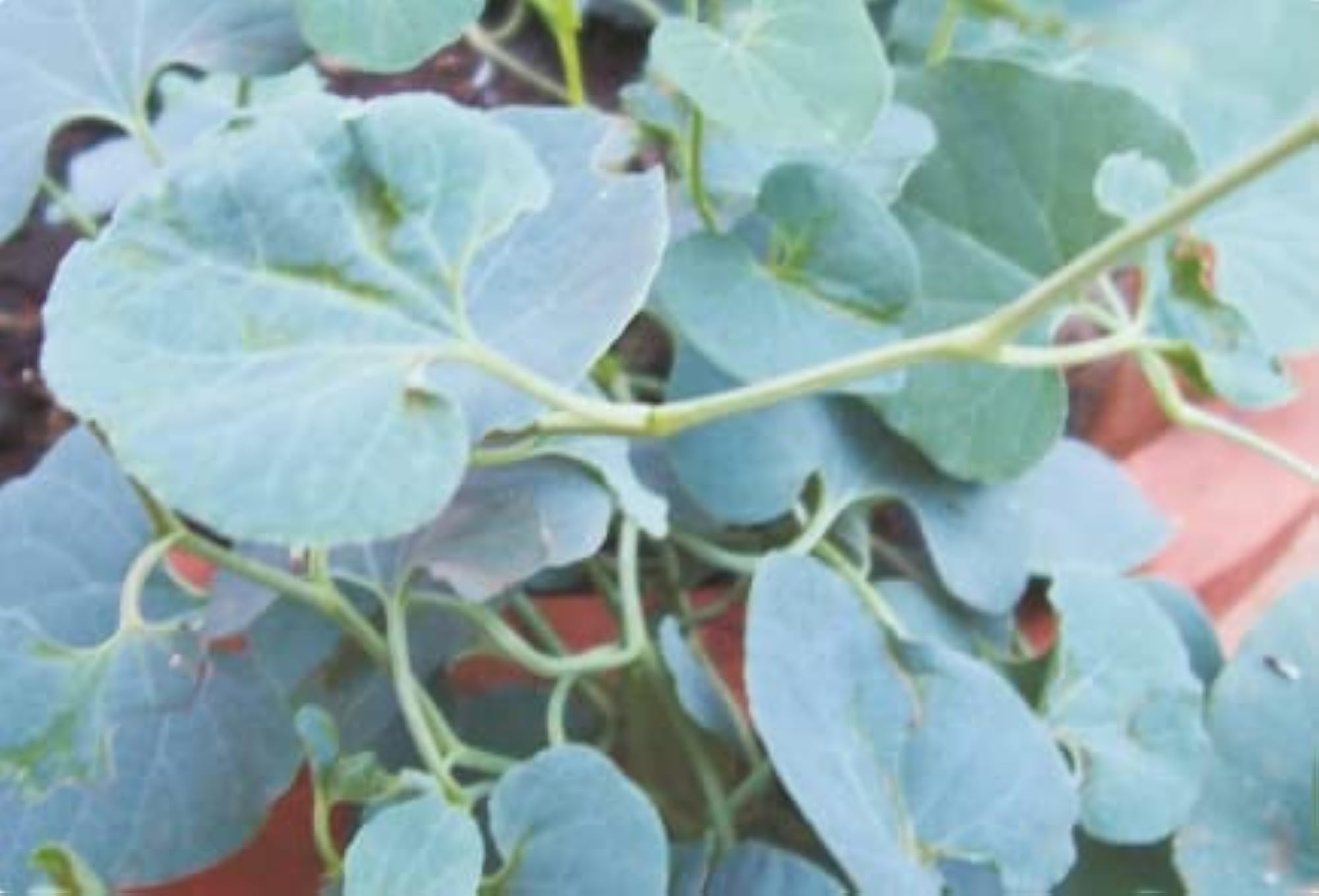Dried Aristolochia Bracteata Leaves Powder, Herbal Remedy