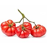 Semillas de Tomate Corazón Buey para Ensaladas Semillas para Plantar en Casa