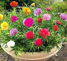 Moss rose flower seeds (pack of 60) (B0D9YLGX8Q) Amazon Price History, Amazon Price Tracker