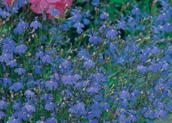 1 Pack of Lobelia Trailing Sapphire, Flower Seeds