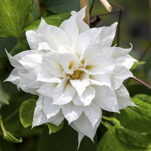 Carbeth Plants Clematis Duchess of Edinburgh Climbing Plant in 9cm Pot