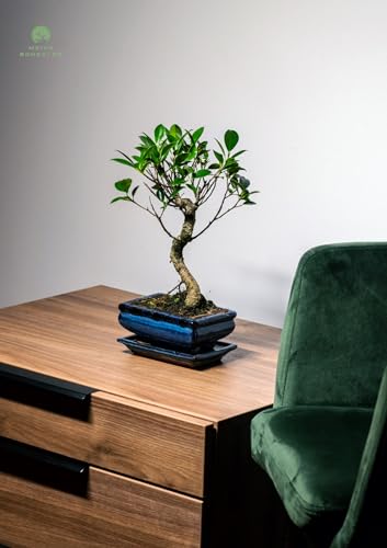 Bonsai Baum mit Keramik Blumentopf - Ficus Microcarpa Bonsai baum- ca. 8-9 Jahre 15 cm Schale – Bild 3