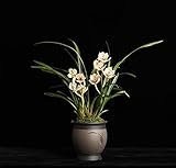 Natural Orchid Live Plants - Easy Care Air Purifying Live Houseplant, Housewarming Present, Sympathy Gift, Indoor Garden Decor（Planter not Included） (White Queen)
