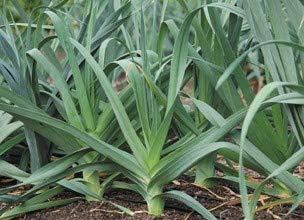Miniatura 5 de Semillas grandes de puerro con bandera estadounidense para plantar, más de 500 semillas de reliquia por paquete, semillas de jardín de Isla