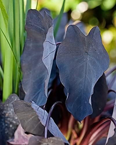 Colores Mezclados Hermosas, De Elefante Bulbos, Elefante Planta Oreja, Natural Colocasia, Serie De Plantas Raras, Color Planta, Elefante Orejas Bulbos Bulbo, 3bulbos-A