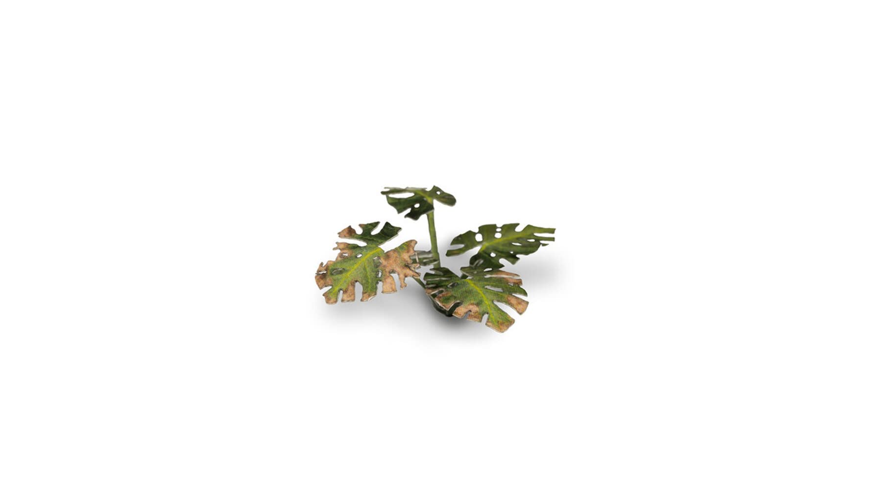Gamers Grass Laser Plants Monstera