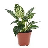 Plant in a Box - Philodendron 'White Wave' - Maceta 12cm - Altura 25-40cm