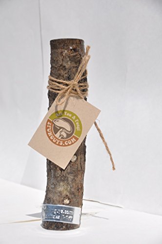 11" Skinny Girl WR Shiitake Mushroom Log Grow Amazing Edible Mushrooms