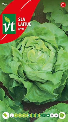 Semi di Lattuga Appia - Lattuga a cespo grande