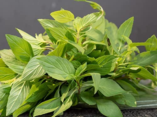 3000 Holy Basil Seeds - Hung Que - Aka. Thai Basil, Asian Basil, Ocimum Basilicum | Indoors, Outdoors, And Hydroponics | Vietnamese Herb #TOP4