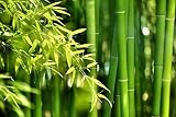 300+ Giant Bamboo Seeds for Planting - Exotic and Fast Growing Windbreak or Privacy Screen