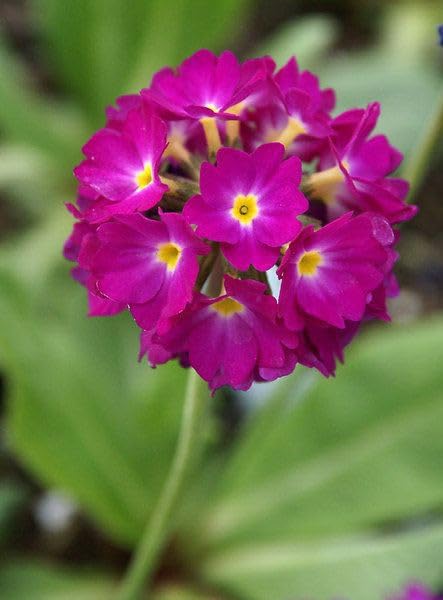 See full amazon price history chart for SVG® Japanese Primula Flower Seeds, Pack of 50, For Home & Garden (PINK) SVG® Japanese Primula Flower Seeds, Pack of 50, For Home & Garden (PINK) (B0D5WWF9HV) Amazon Price History, Amazon Price Tracker