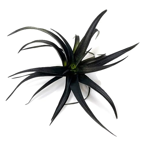 Colored Capitata Air Plant, Tillandsia, Airplant, Air Purification, House Plant,